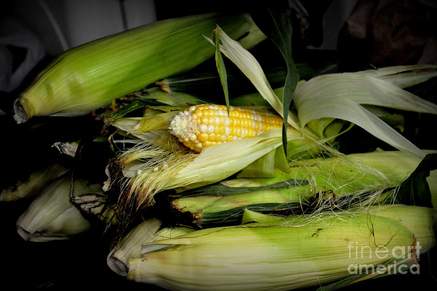 Organic Corn Photograph by Tatyana Searcy