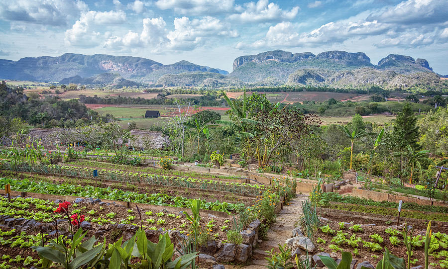 Organic Farm Vinales Valley Cuba Photograph by Joan Carroll