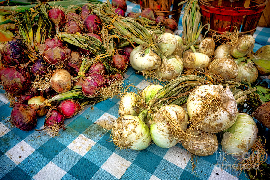 Farm Photograph - Organic Onions at a Farm Market by Olivier Le Queinec