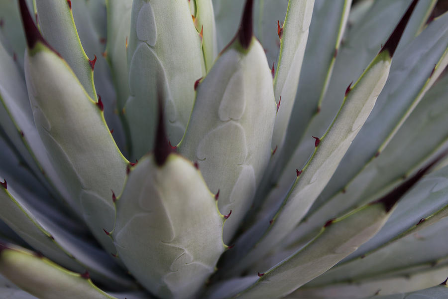 Organic Pattern - Nature Macro - Agave Cactus Photograph