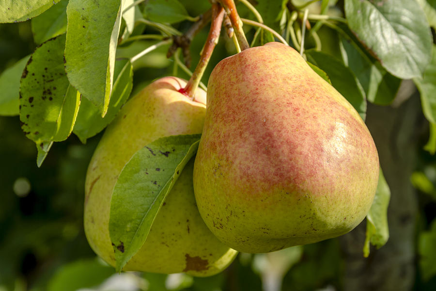 Organic Pears Hanging in Orchard Photograph by Teri Virbickis