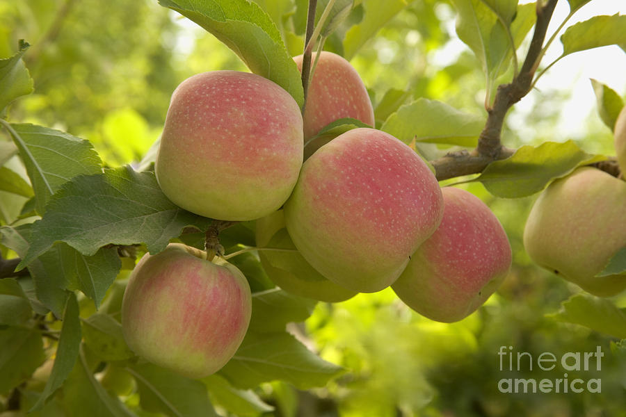 Apple Photograph - Organic Pink Lady Apples by Inga Spence
