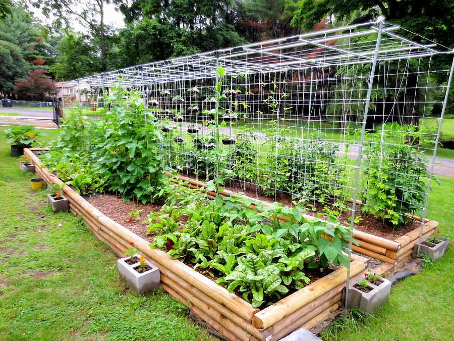 organic vegetable gardens
