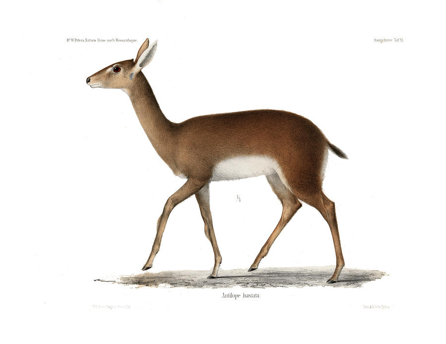 Oribi, a small African Antelope Drawing by J D L Franz Wagner