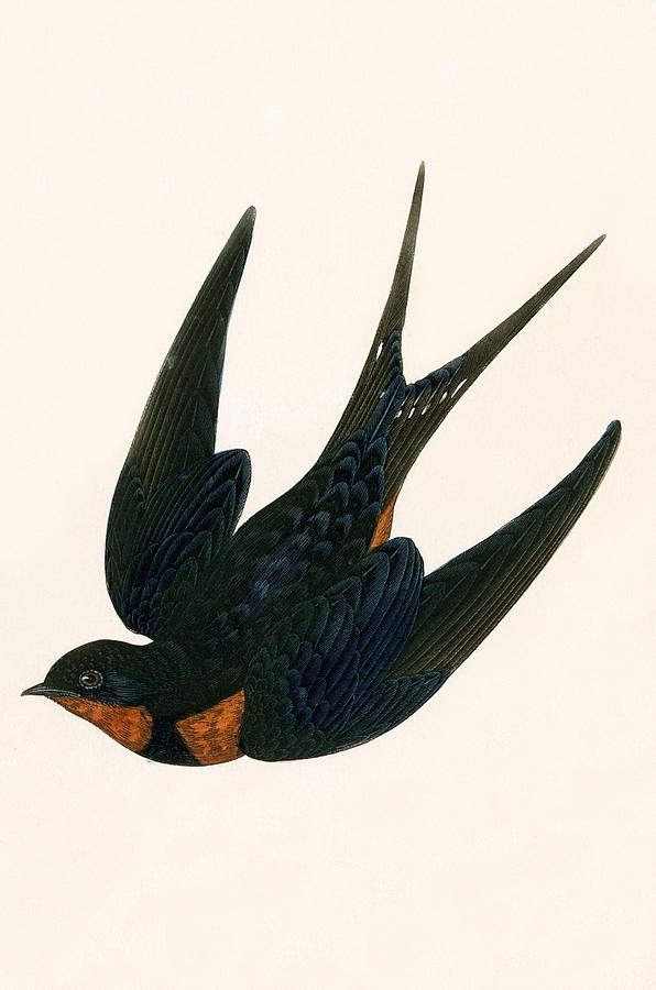 Oriental Chimney Swallow Painting by English School - Fine Art America