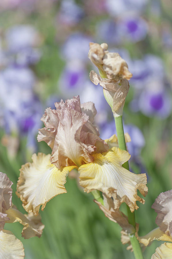 Oriental Etching 4. The Beauty of Irises Photograph by Jenny Rainbow