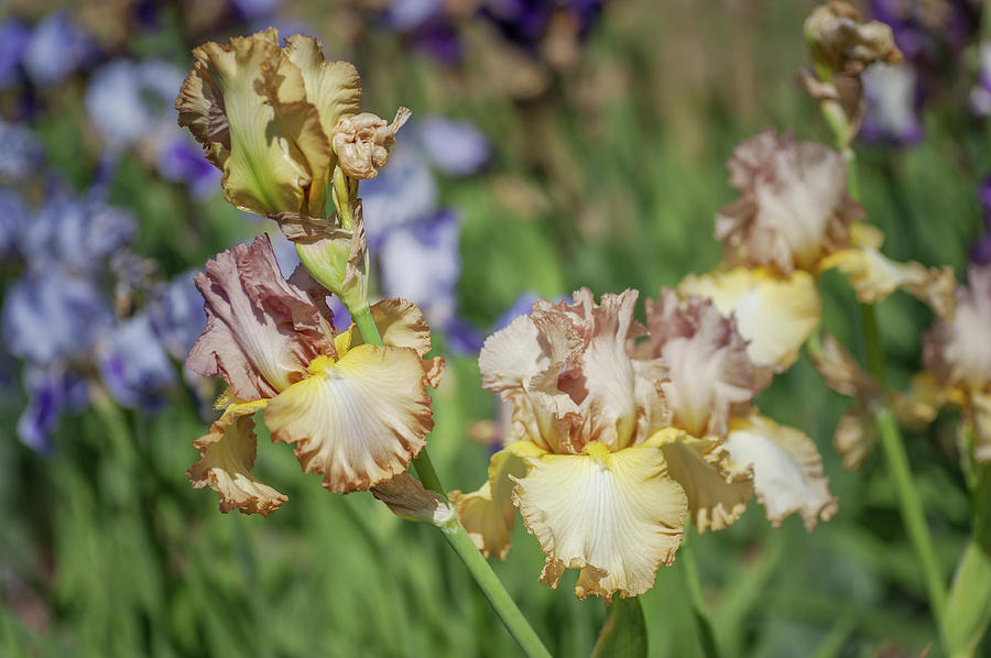 Oriental Etching 6. The Beauty of Irises Photograph by Jenny Rainbow