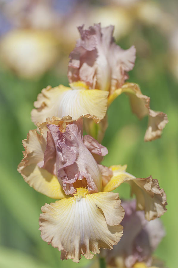 Oriental Etching. The Beauty of Irises Photograph by Jenny Rainbow