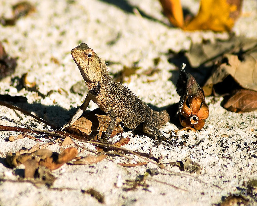 Oriental Garden Lizard A Dragon In The Maldives Photograph by Chris Smith