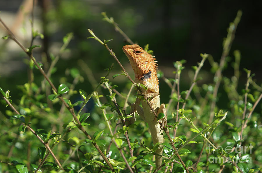 Nature Photograph - Posing Oriental Garden Lizard by Michelle Meenawong