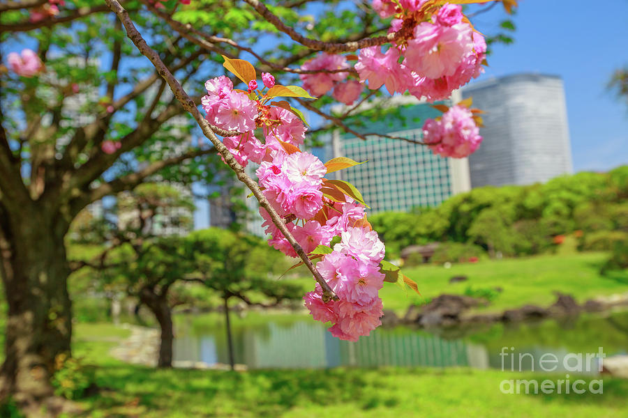 Oriental garden Sakura Photograph by Benny Marty