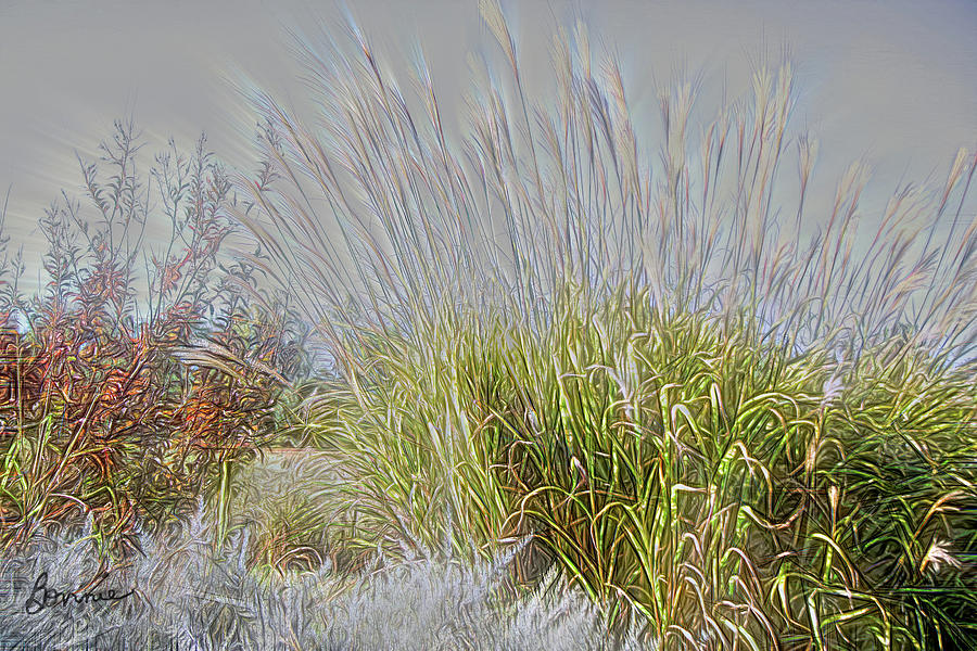 Oriental Grasses Photograph by Bonnie Willis