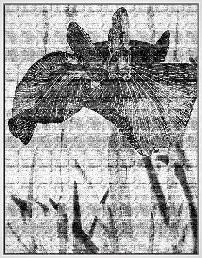 Oriental Iris Flower Abstract  Photograph by Carol F Austin