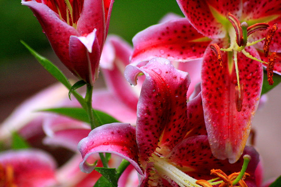 Oriental Lilies Photograph by Christopher J Kirby