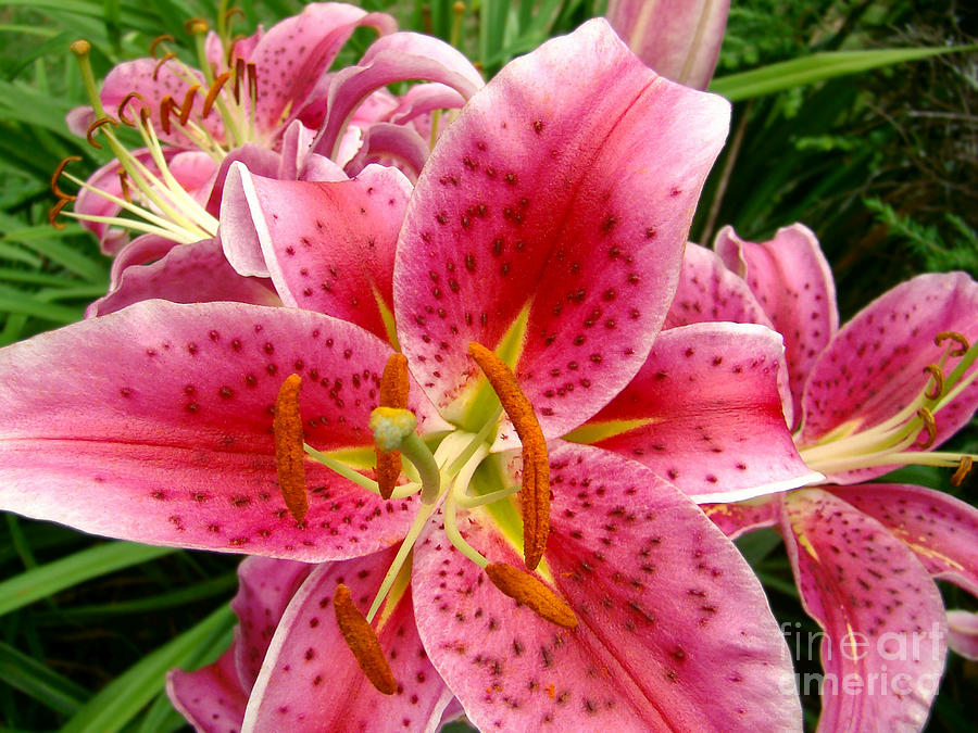 Oriental Lilies Photograph by Sue Melvin
