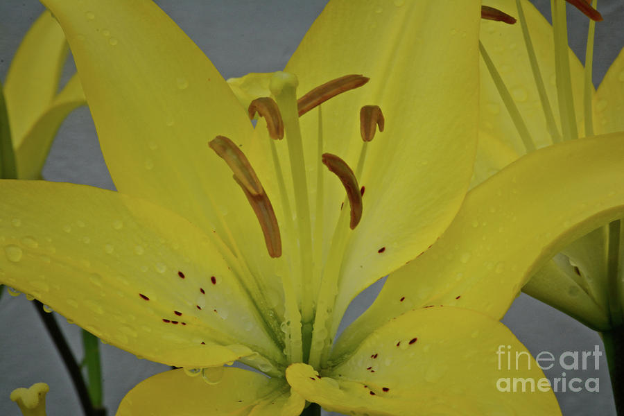 Oriental Lilly Photograph by FineArtRoyal Joshua Mimbs
