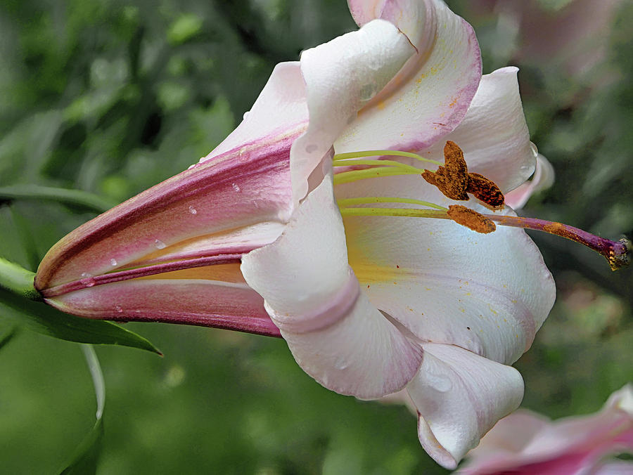 Oriental Lily Photograph by C H Apperson