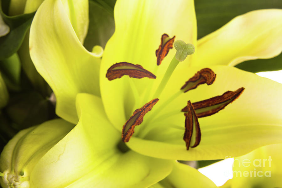 Oriental Lily Flower Photograph by Raul Rodriguez