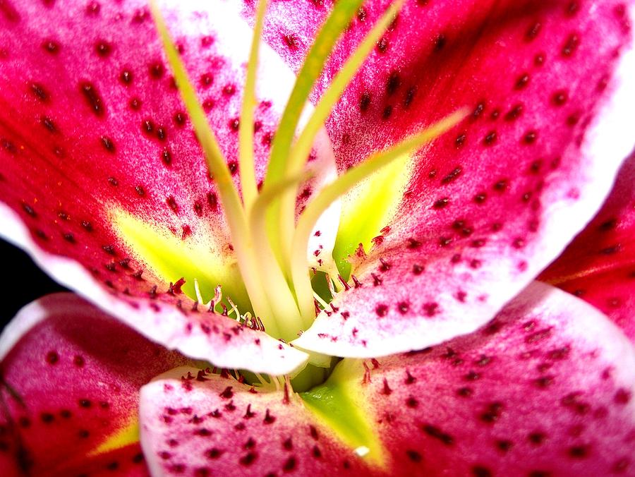 Lily Photograph - Oriental Lily by Glenna Oliver