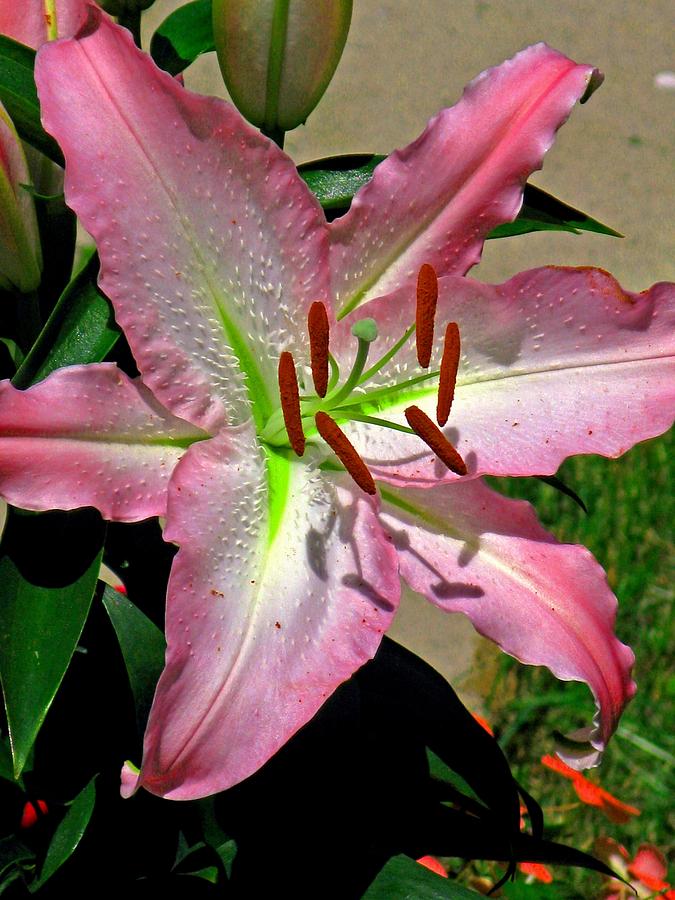 Oriental Lily Photograph By Marla Mcpherson - Fine Art America