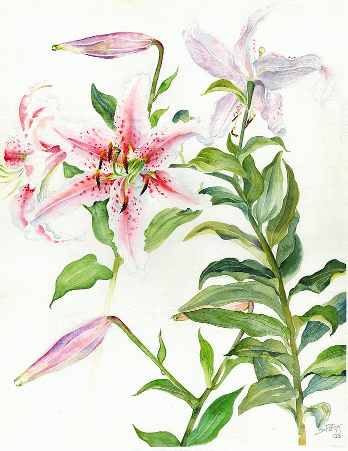 Oriental Lily mona lisa liliaceae Painting by Sandra Phryce-Jones