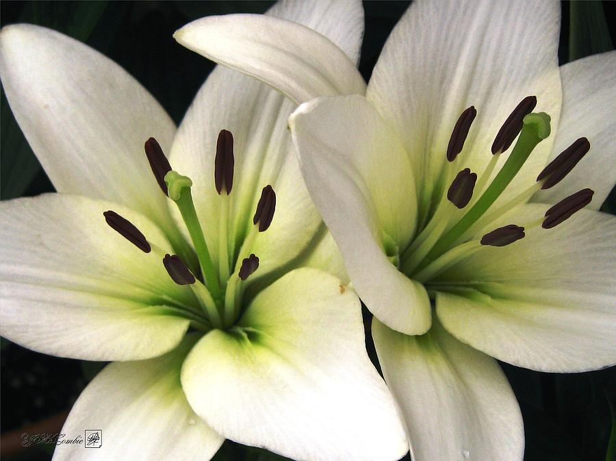 Oriental Lily named Endless Love Photograph by J McCombie