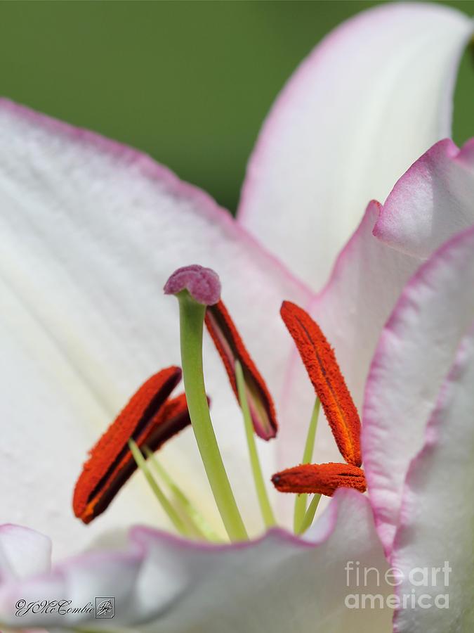 Oriental Lily named Millesimo Photograph by J McCombie