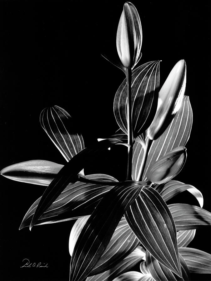 Oriental Lily One Photograph by Frederic A Reinecke