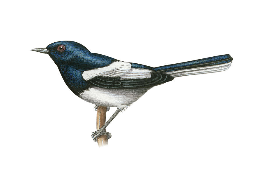 Robin Painting - Oriental Magpie-Robin by Lionel Portier