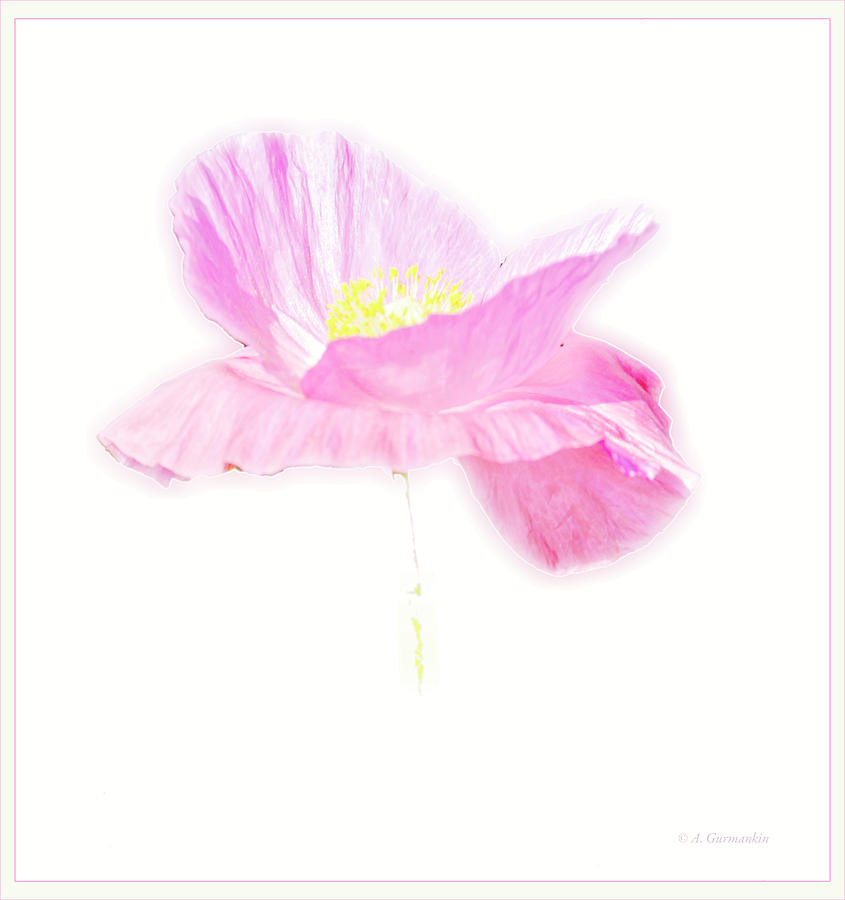 Oriental Poppy Digital Art by A Macarthur Gurmankin