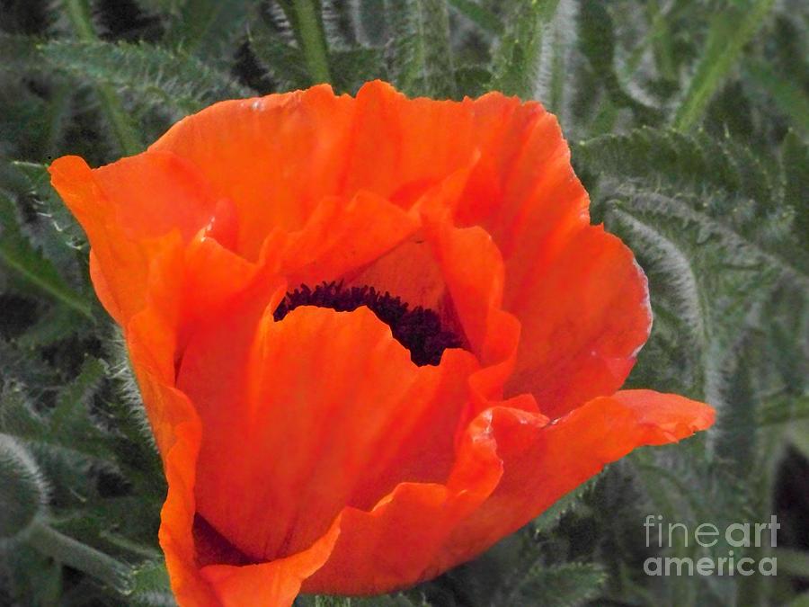 Oriental Poppy Photograph by Charles Robinson