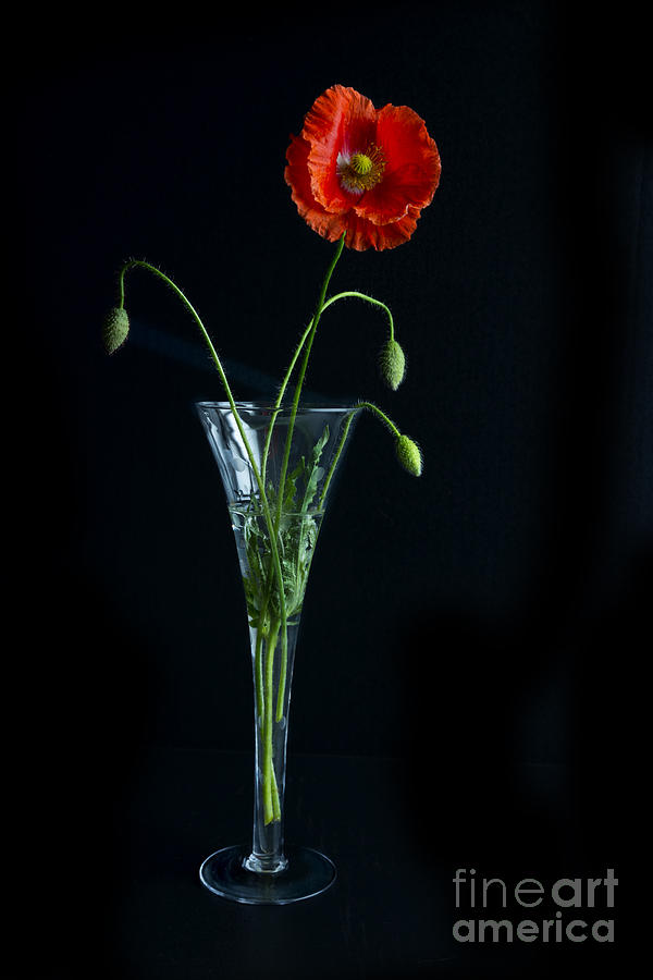 Oriental Poppy Photograph by Elena Nosyreva