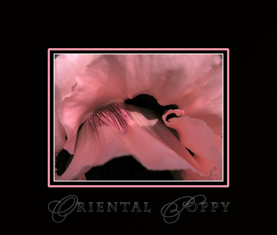 Pink Photograph - Oriental Poppy - In The Pink by Patricia Whitaker Pink Photograph - Oriental Poppy - In The Pink by Patricia Whitaker