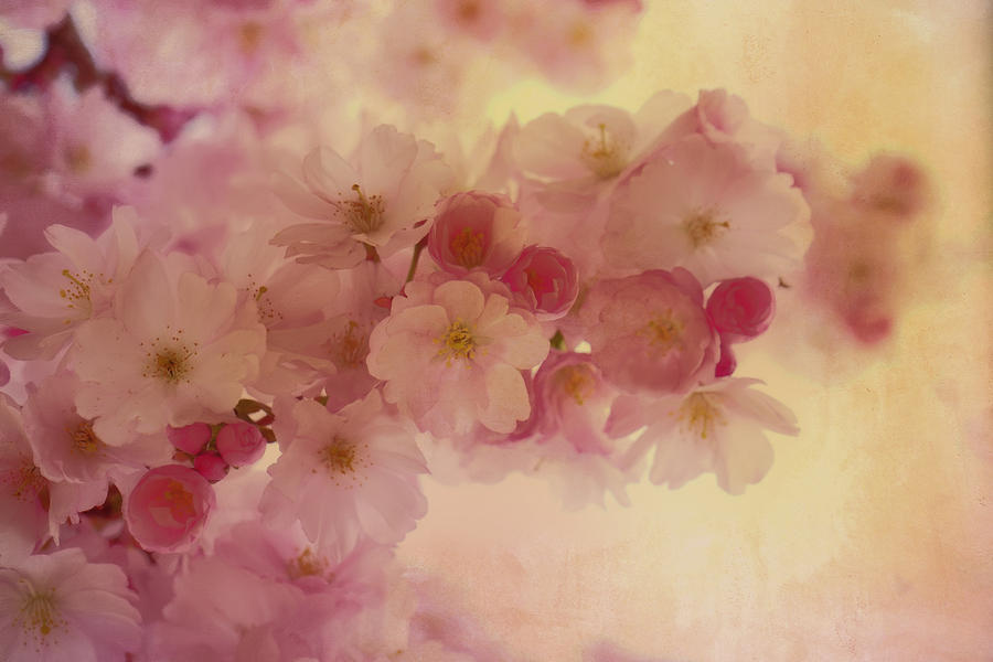 Spring Photograph - Oriental Romantic Blossoms by Georgiana Romanovna