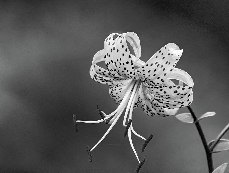 Oriental Tiger Lily bw Photograph by Steve Harrington