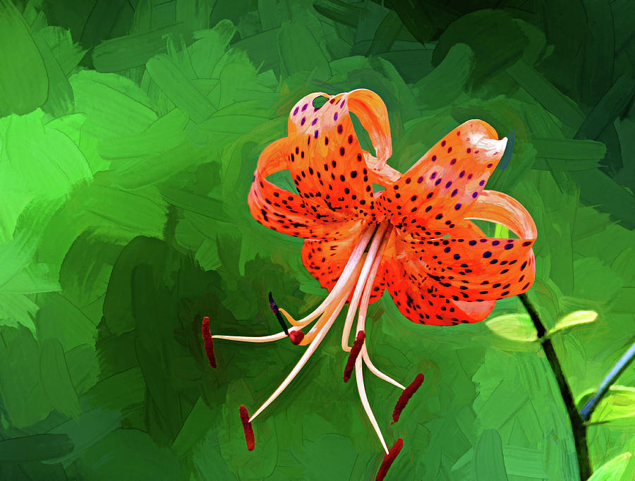 Oriental Tiger Lily - Paint Photograph by Steve Harrington