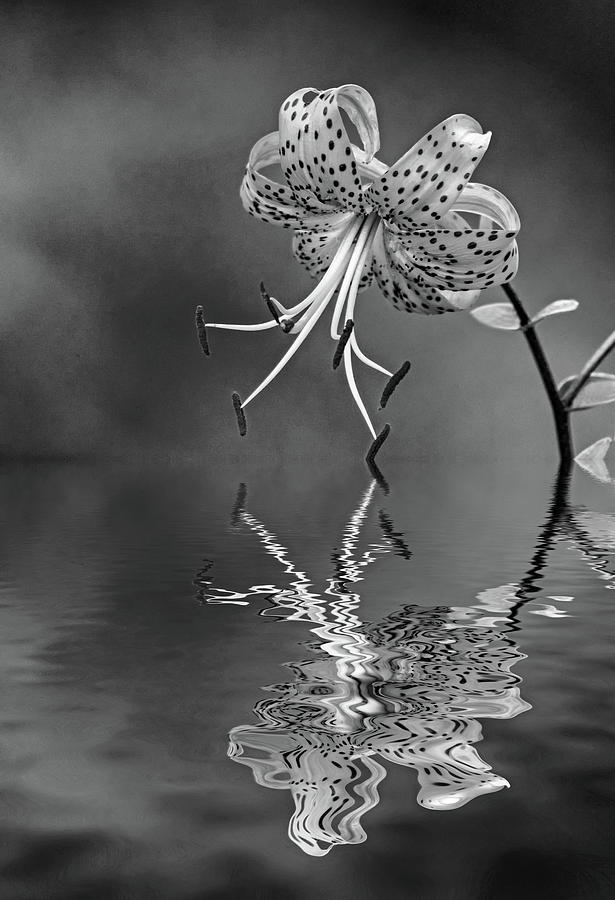 Oriental Tiger Lily - Reflection bw Photograph by Steve Harrington