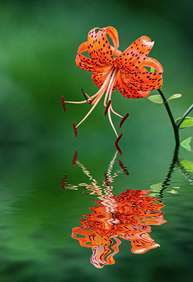 Oriental Tiger Lily - Reflection Photograph by Steve Harrington