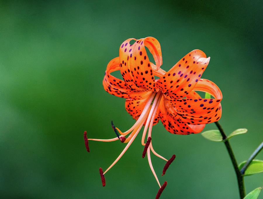 Oriental Tiger Lily Photograph by Steve Harrington