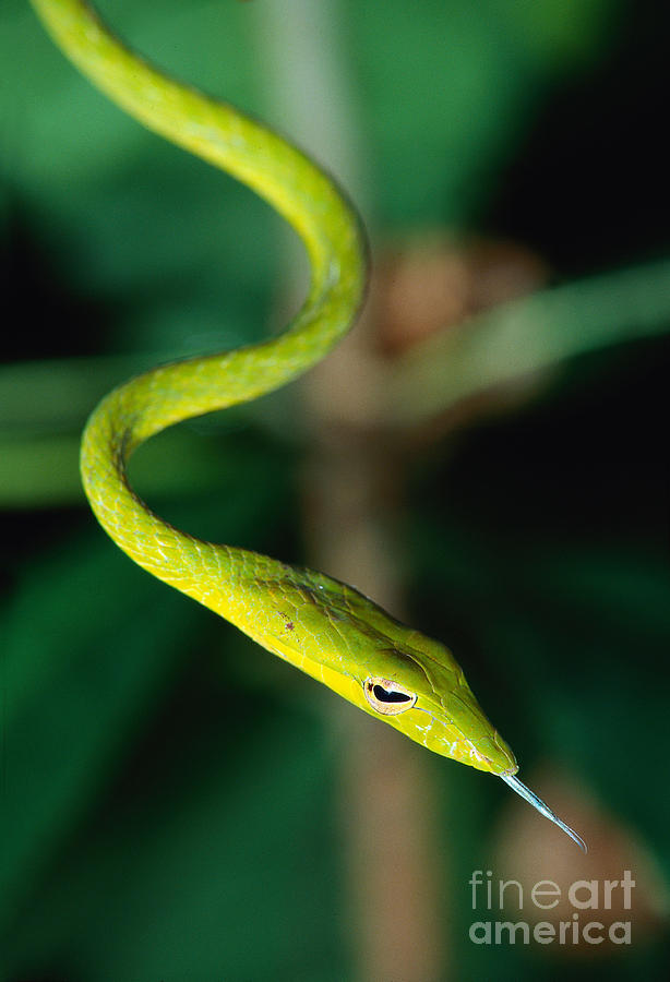 Oriental Whip Snake Photograph by Andreas Hartl