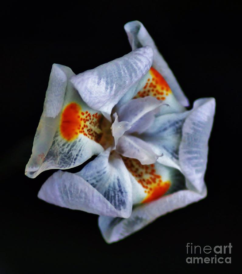 Origami One Photograph by Craig Wood