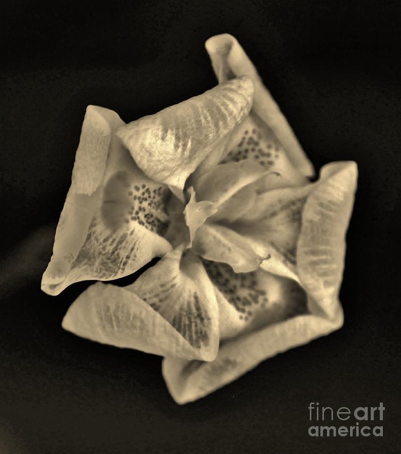 Origami Three Photograph by Craig Wood