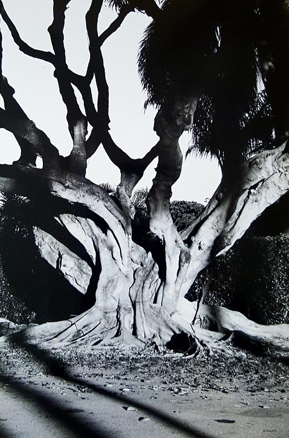 Original Banyan Tree Photograph by Rob Hans