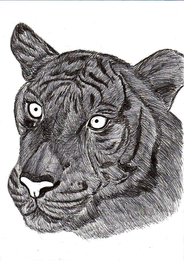 Original ink drawing of the tiger Drawing by N M