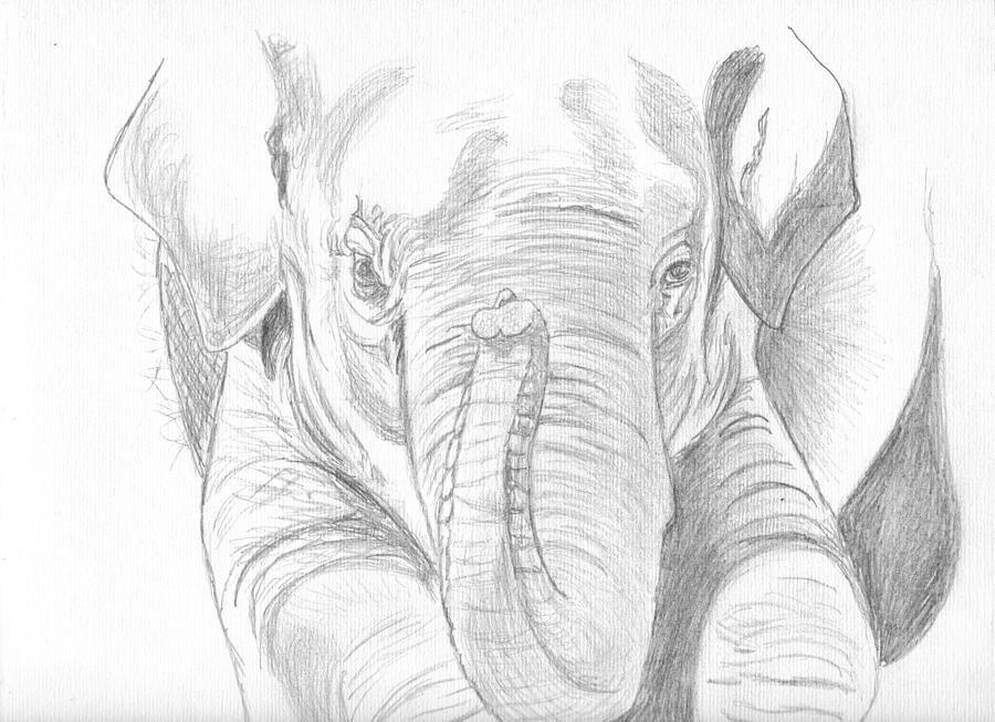 Amazon.com: Renditions Gallery Brodtmann Young Elephant Wall Art, Pencil  Sketch Print, Black & Bone White, Premium Safari, Designer Gallery Wrapped  Canvas Decor, Ready to Hang, 24 In H x 36 In W,