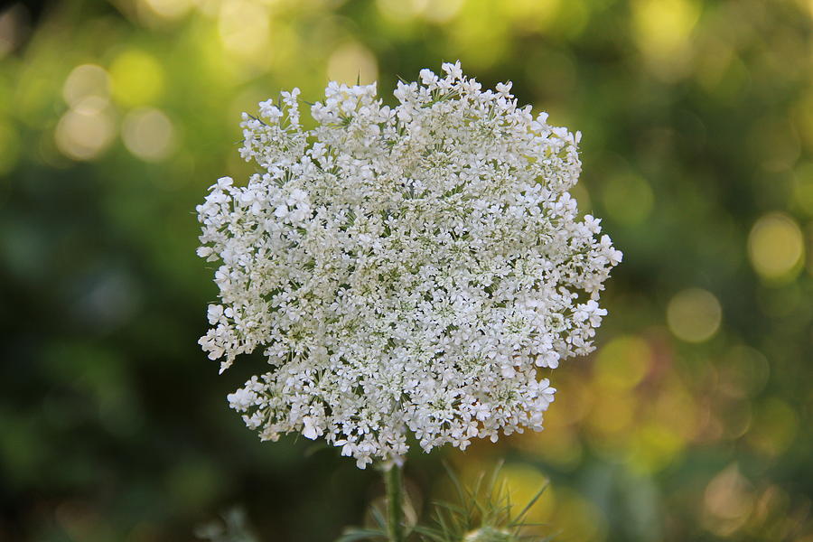 Queen Annes Lace Photograph by Allen Nice-Webb