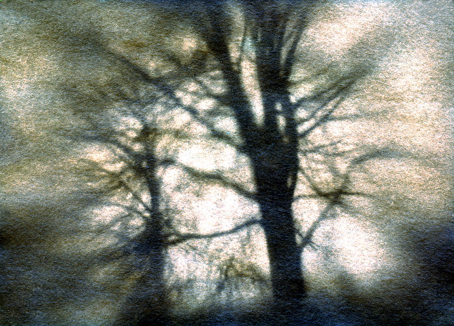 Original Tree Photograph by Diana Ludwig