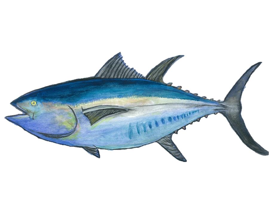 Original Tuna Watercolor Painting Painting by Christian Galligher ...