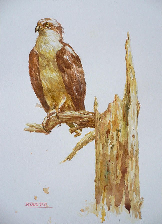 Original Watercolor Painting Drawing Animal Artwork Eagle On Paper#16-01-5-2 Painting by Hongtao Huang