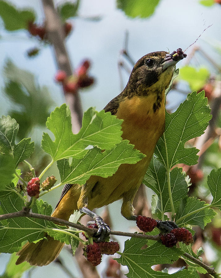 Oriole and Juicy Huckleberry Photograph by Michael Hall